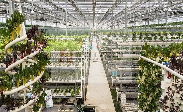 有机蔬菜出口创汇深加工项目可行性研究报告